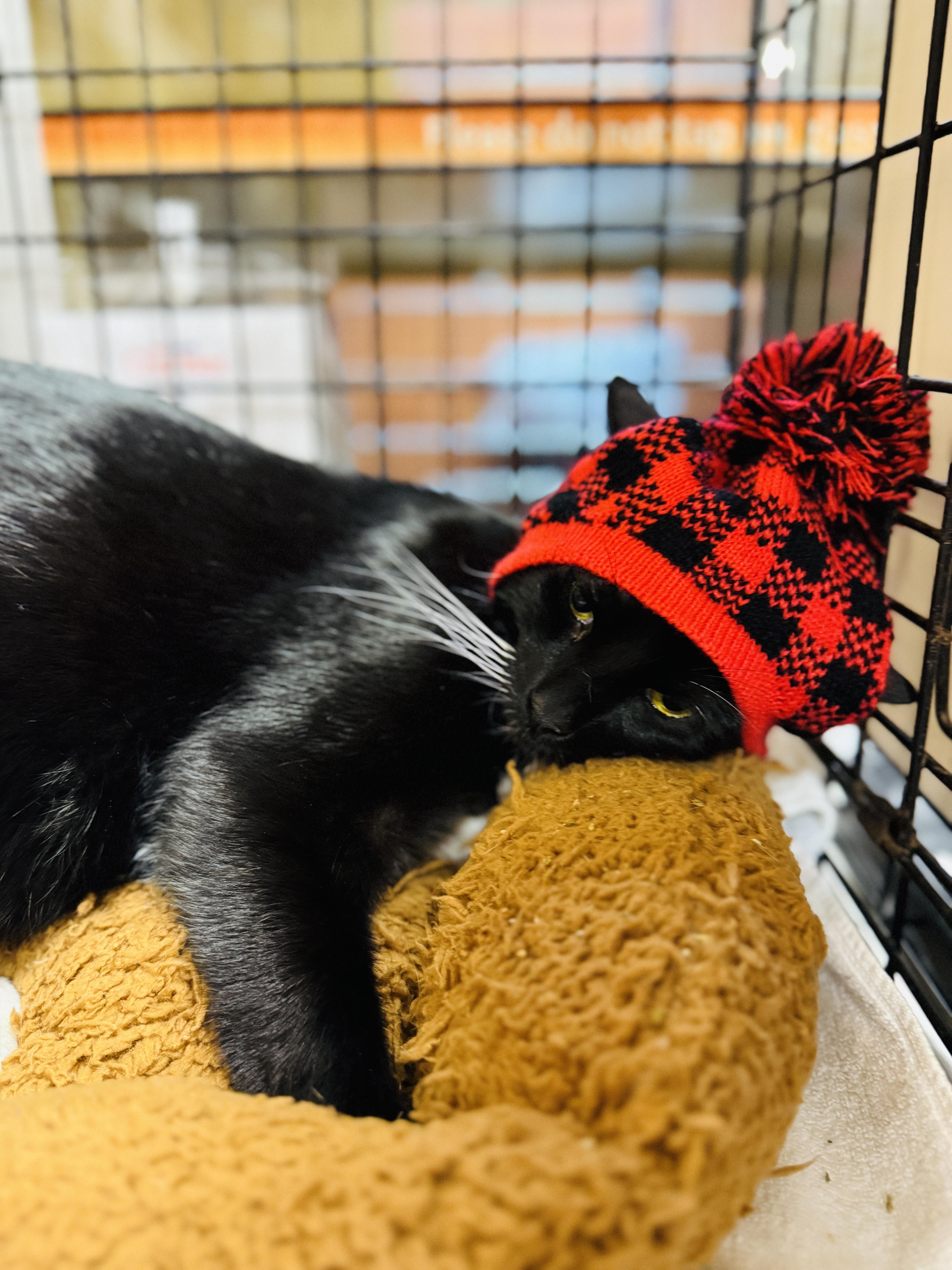 Enlarge Oreo, a Adoptable Domestic Short Hair in Kissimmee, FL image 2/6