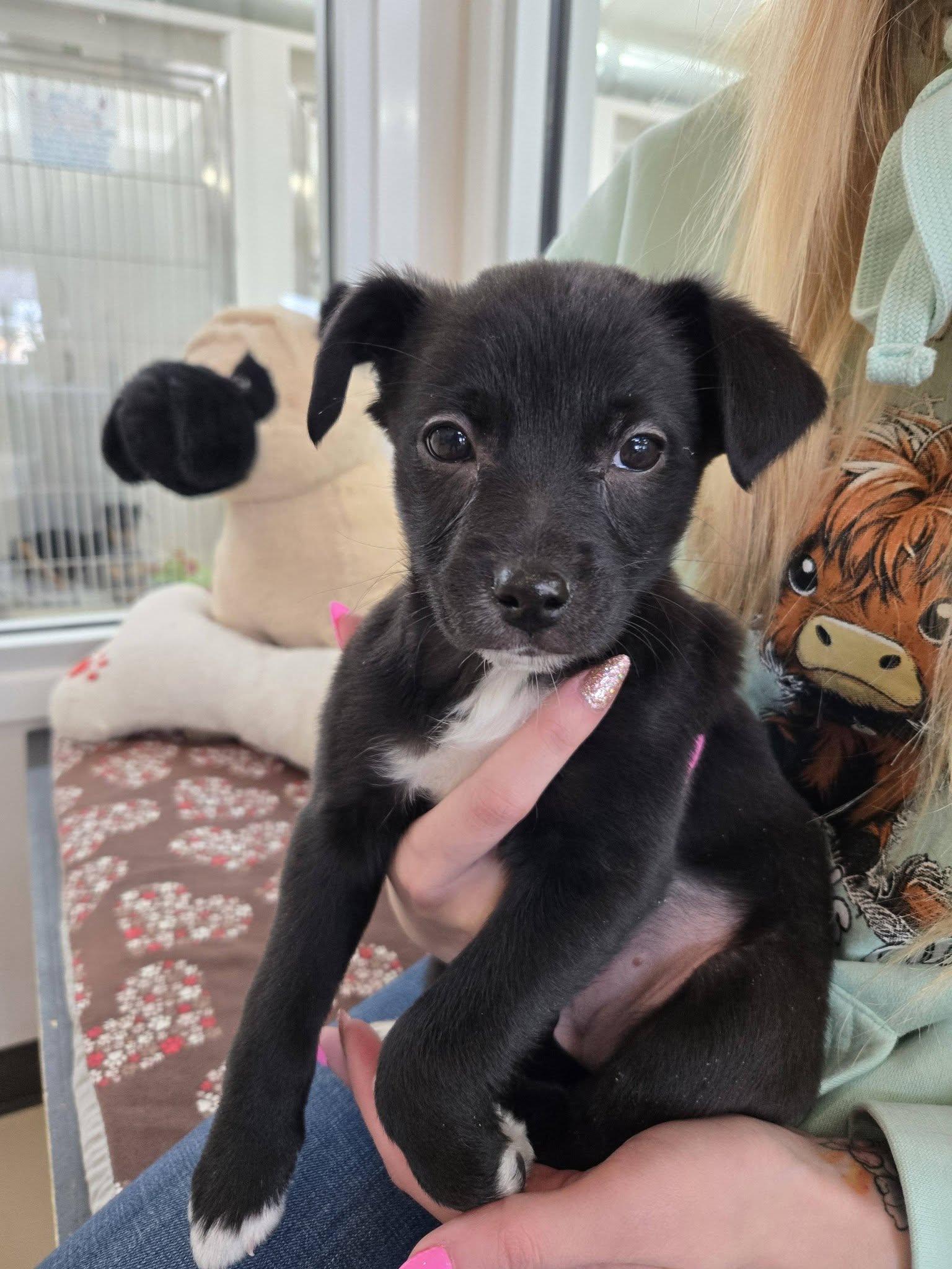 Boots, adopted, Puppy Female Jack Russell Terrier & Black Labrador Retriever.