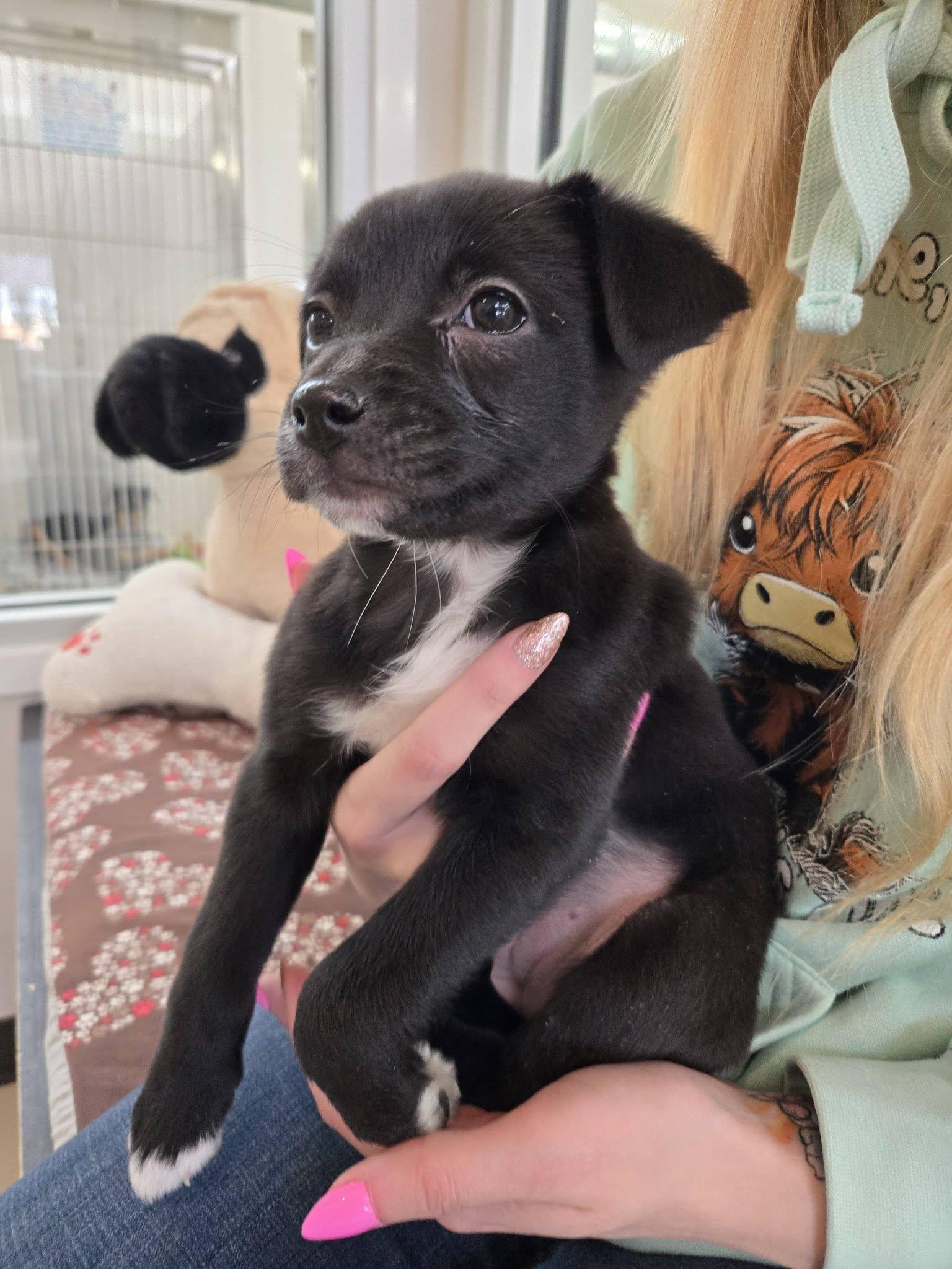 Enlarge Boots, an adopted mixed breed in Black River Falls, WI image 2/3