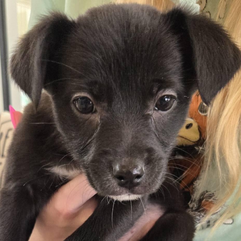 Enlarge Boots, an adopted mixed breed in Black River Falls, WI image 3/3