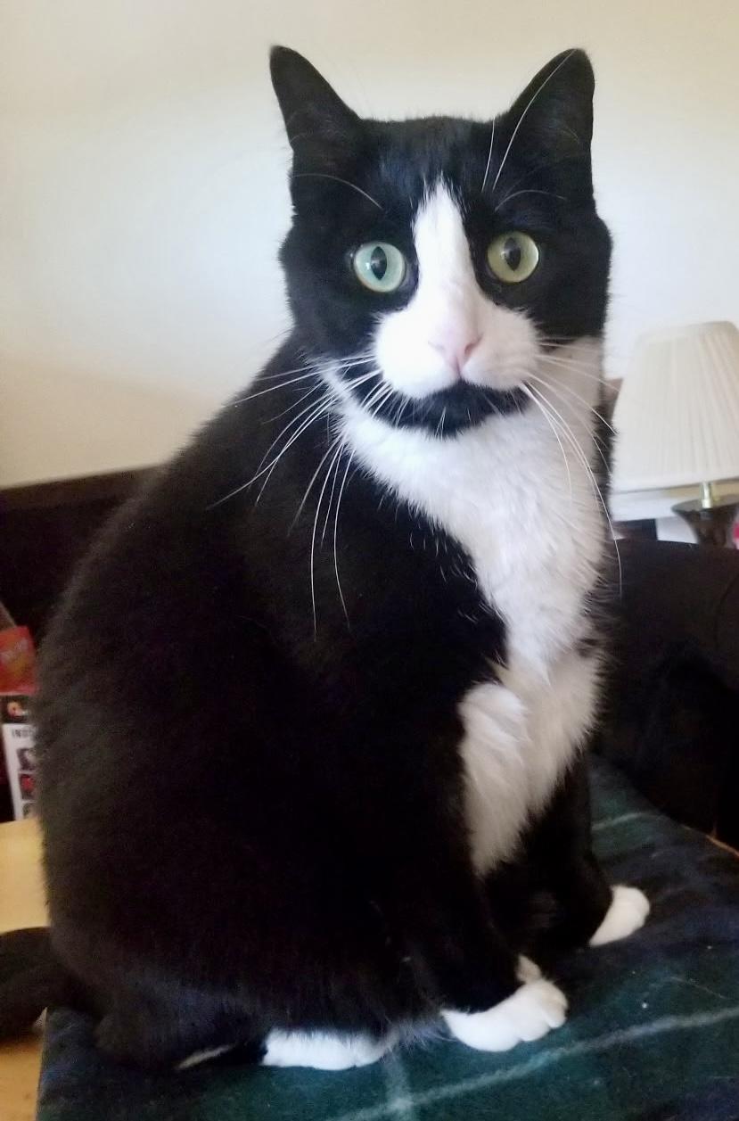 Enlarge Pepe, a ADOPTABLE mixed breed in Andover, CT image 1/1