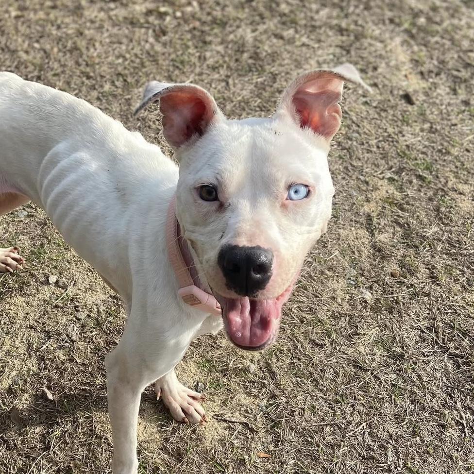 Ponyo — thumbnail 2