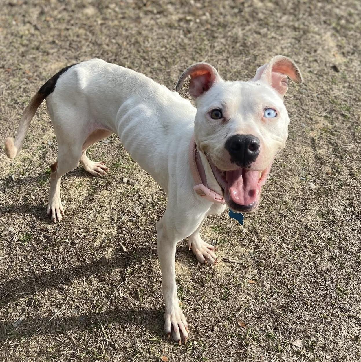 Ponyo — thumbnail 4