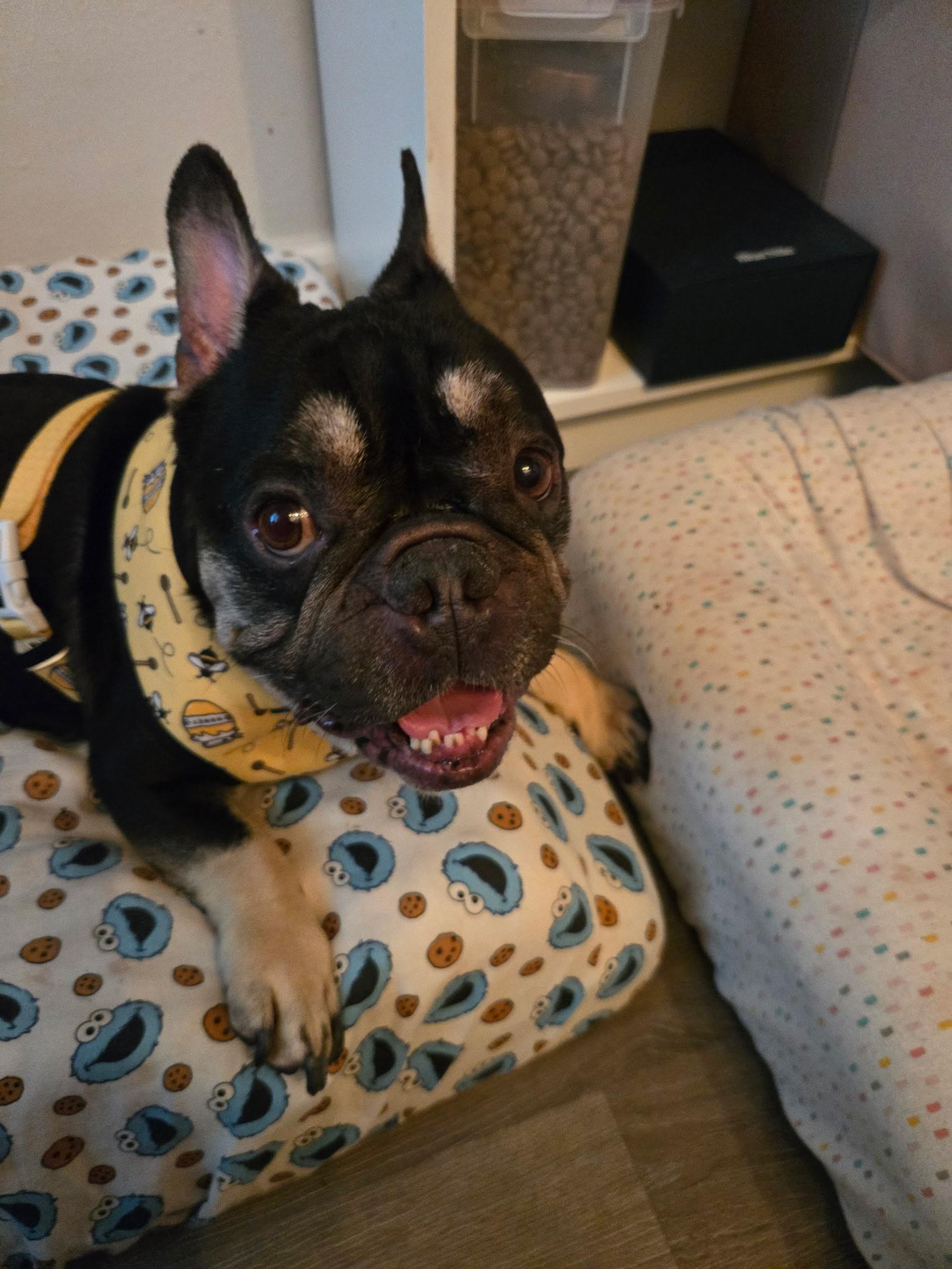 Enzo, Adopted, Adult Male French Bulldog.