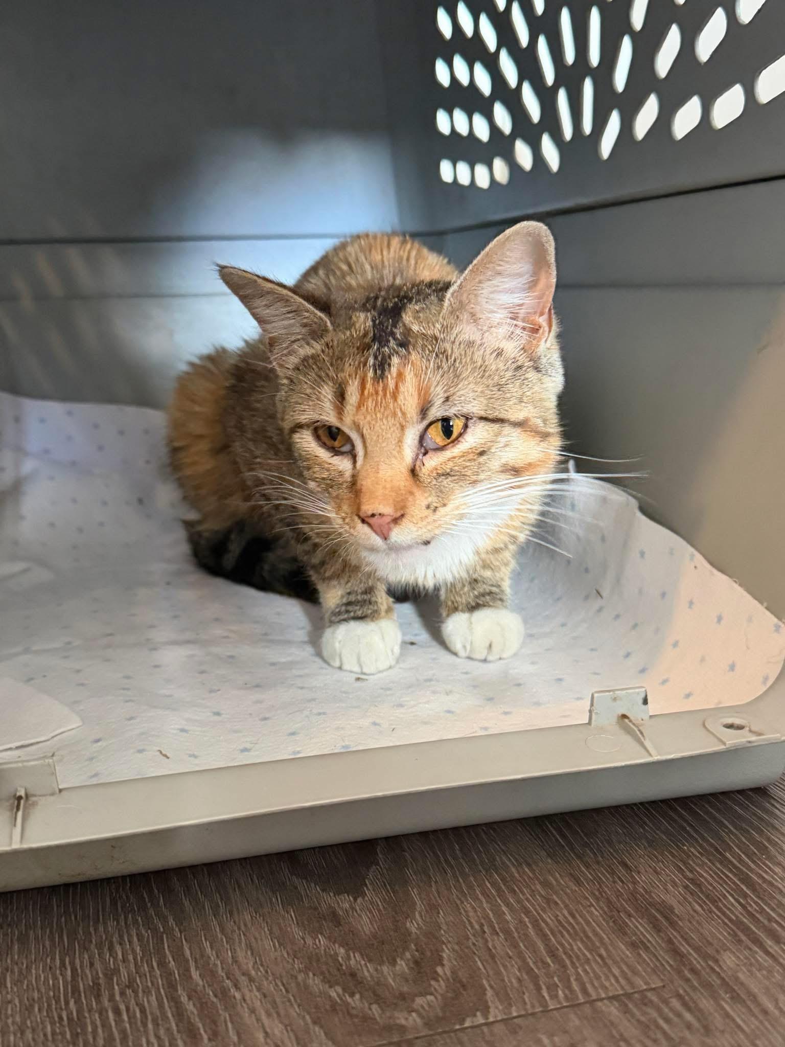 Edwina, adopted, Young Female Domestic Short Hair.