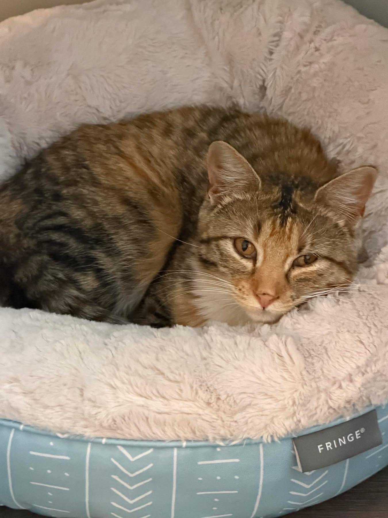 Edwina, an adopted Domestic Short Hair in Manhattan, KS image 2/2