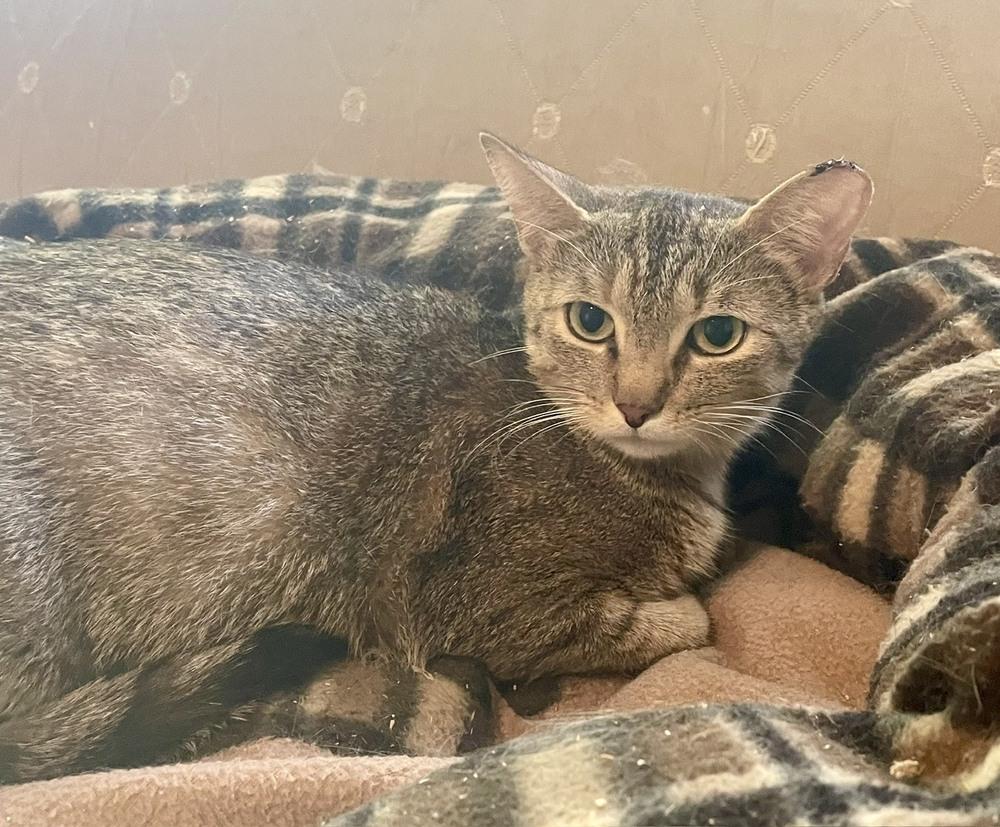 Thin Glizzy, Adoptable, Young Female Domestic Short Hair & Tabby.