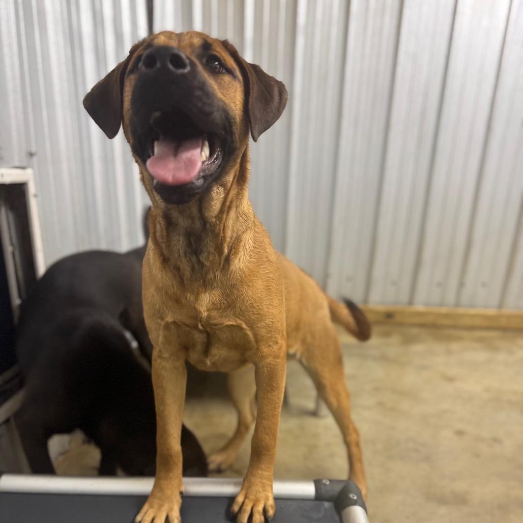 Poob, ADOPTABLE, Young Male Black Mouth Cur.