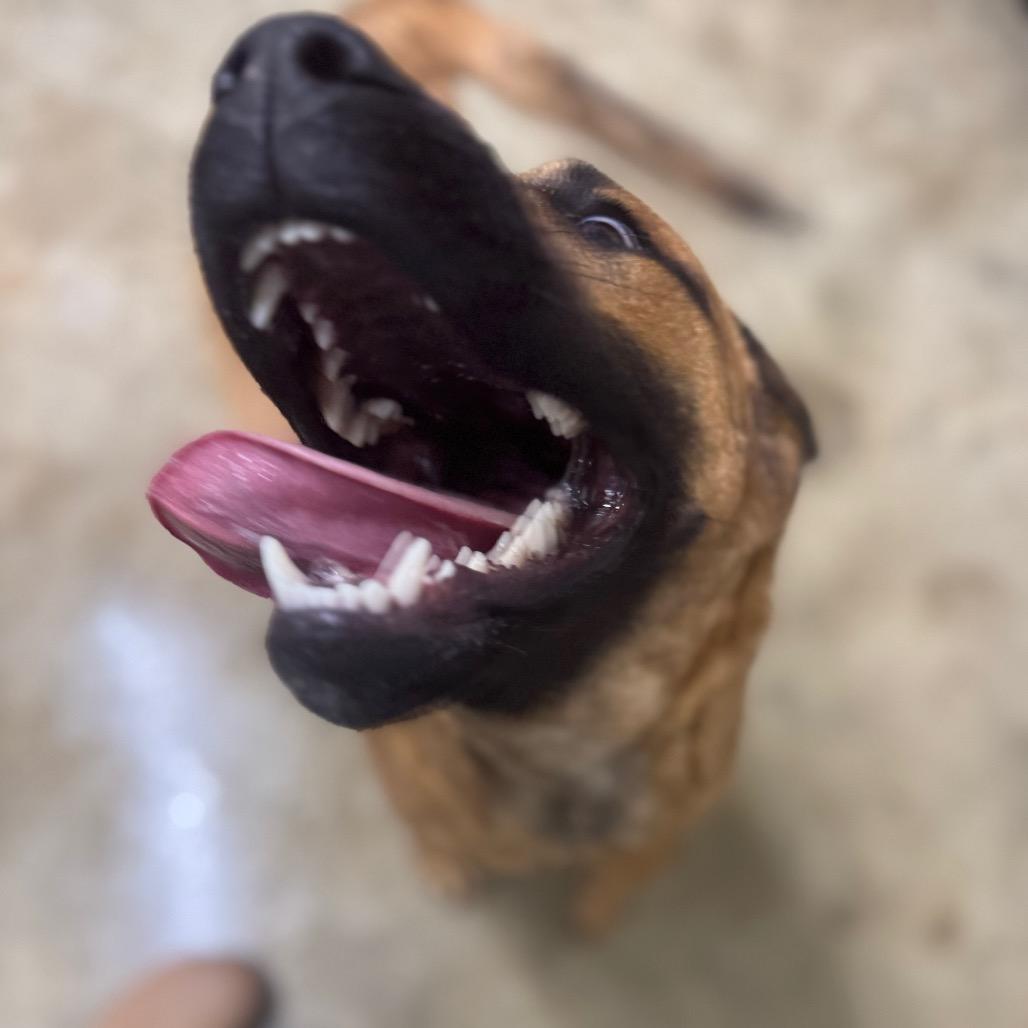 Enlarge Poob, a ADOPTABLE mixed breed in Kittery, ME image 4/4