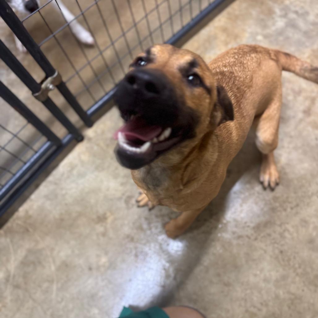 Enlarge Poob, a ADOPTABLE mixed breed in Kittery, ME image 3/4