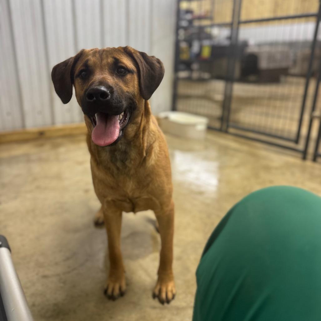 Enlarge Poob, a ADOPTABLE mixed breed in Kittery, ME image 2/4