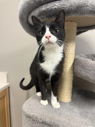 Wanda, Adoptable, Adult Female Domestic Short Hair & Domestic Short Hair.