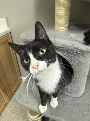 Wanda, a Adoptable mixed breed in Harbor Springs, MI image 2/2