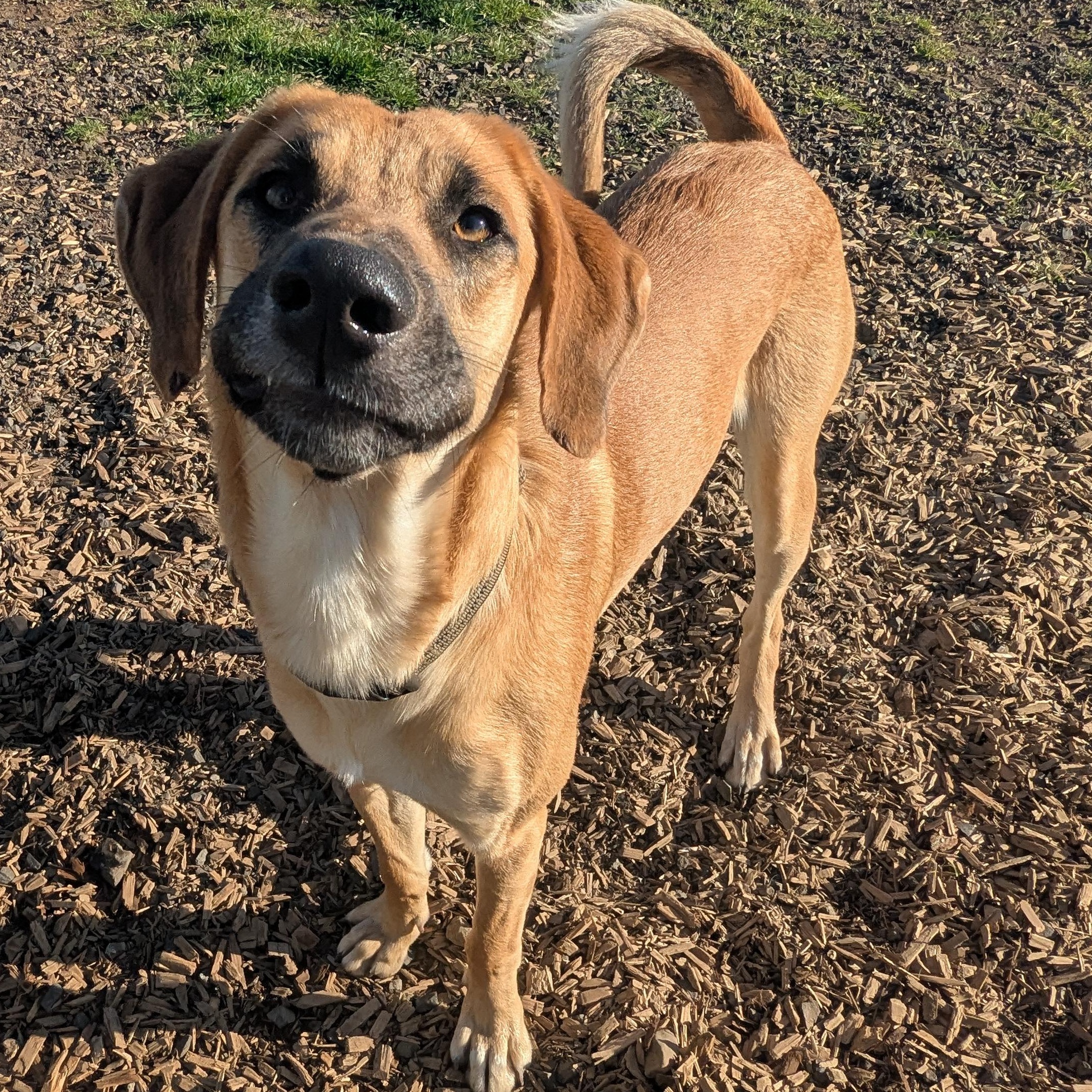 Enlarge Bill, a Adoptable mixed breed in The Dalles, OR image 2/6