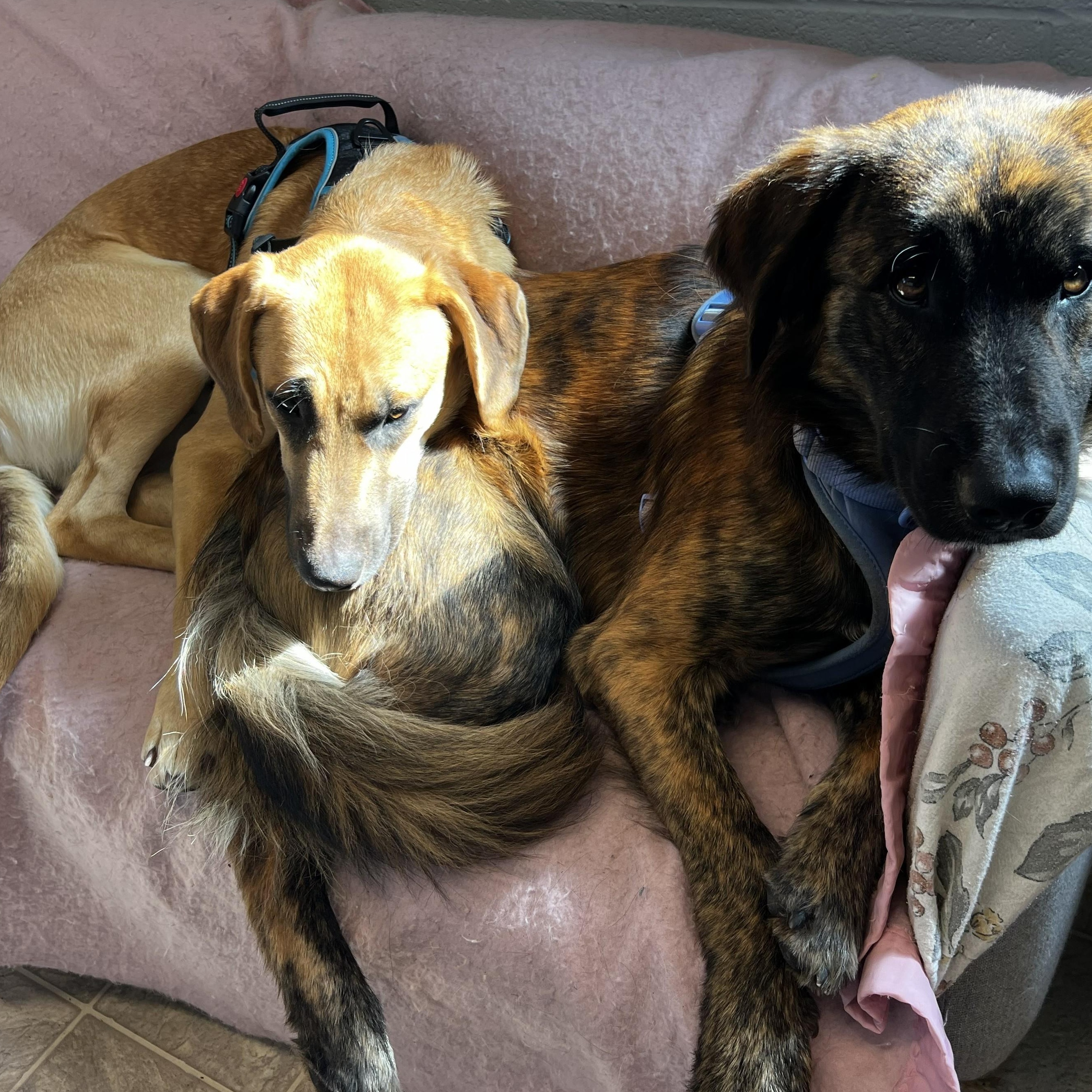 Enlarge Bill, a Adoptable mixed breed in The Dalles, OR image 6/6