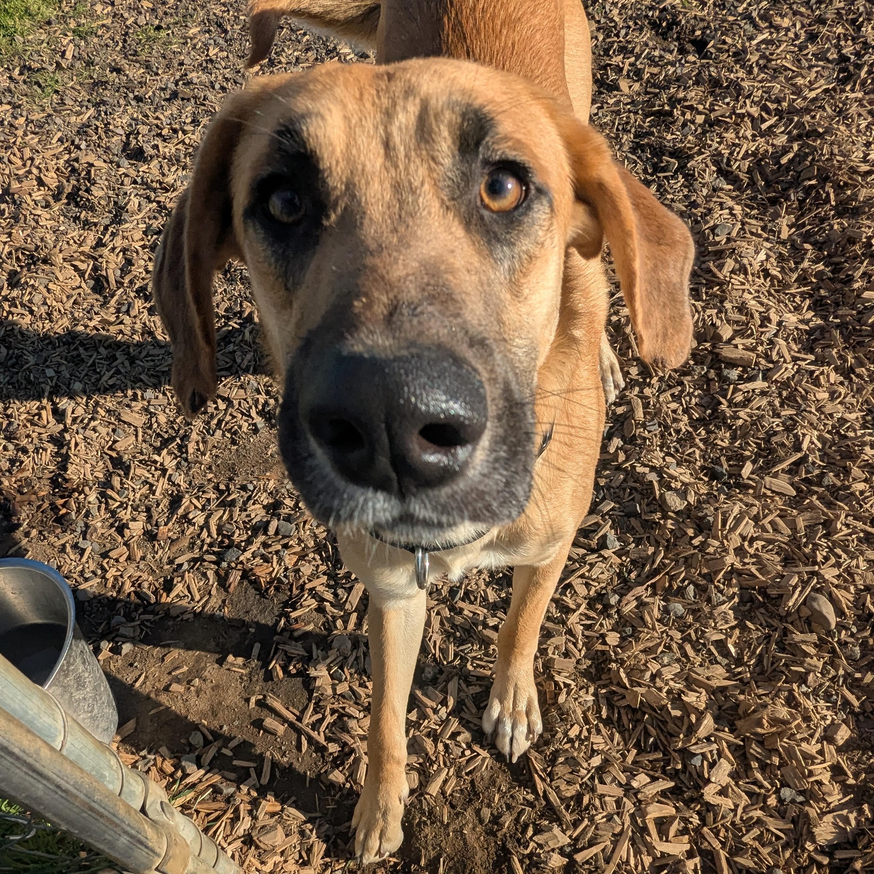 Enlarge Bill, a Adoptable mixed breed in The Dalles, OR image 4/6