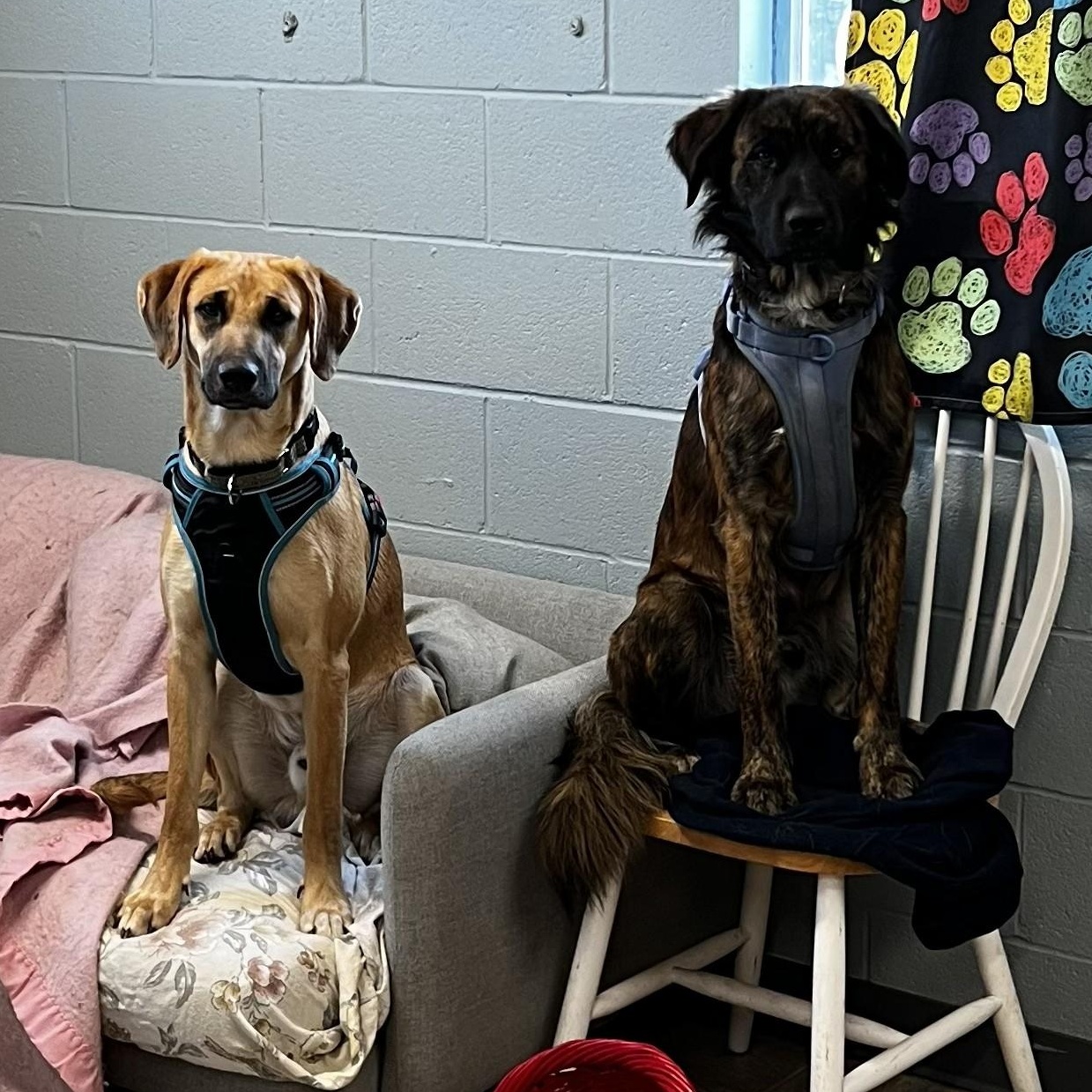 Enlarge Bill, a Adoptable mixed breed in The Dalles, OR image 5/6