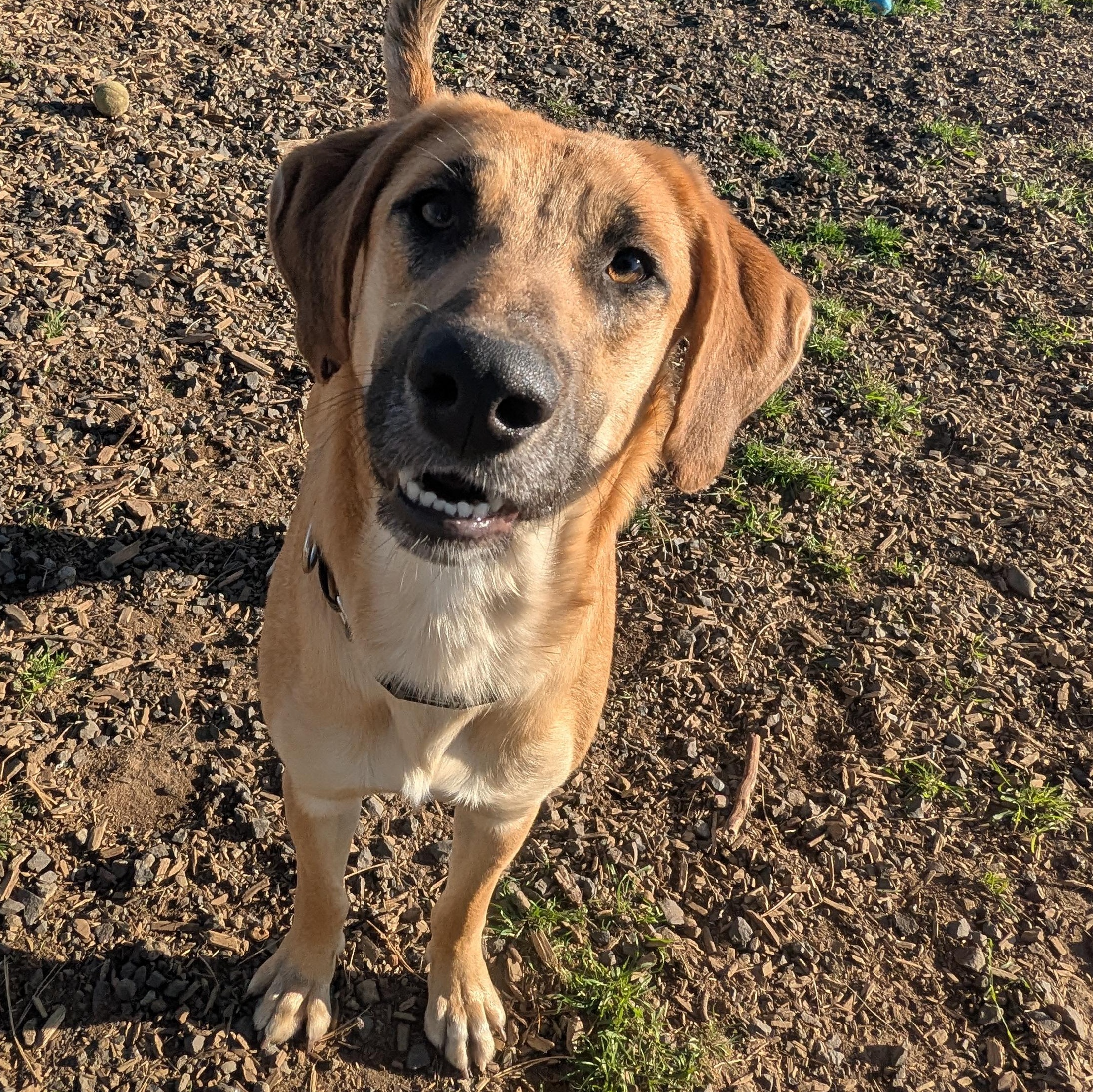 Bill, Adoptable, Adult Male Shepherd.