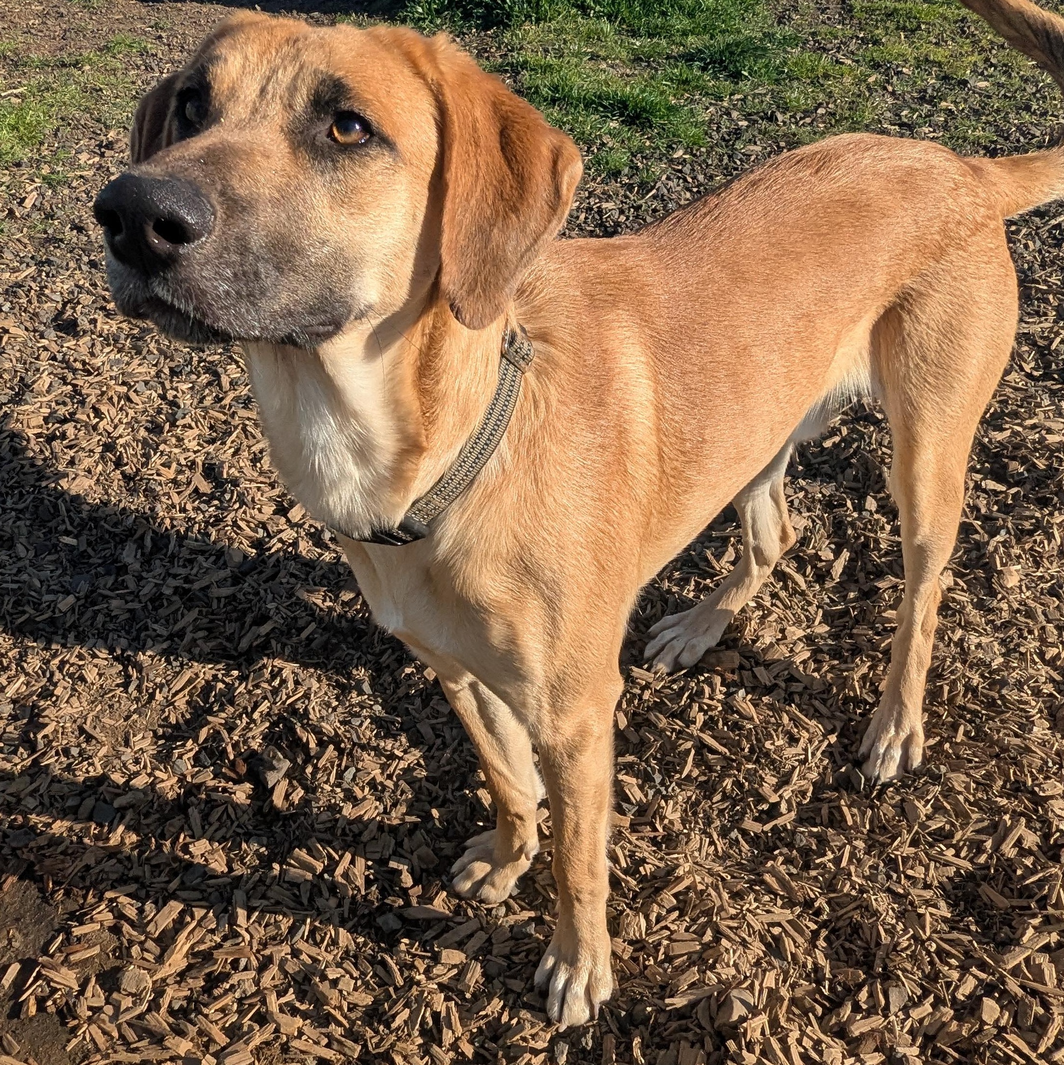 Enlarge Bill, a Adoptable mixed breed in The Dalles, OR image 3/6