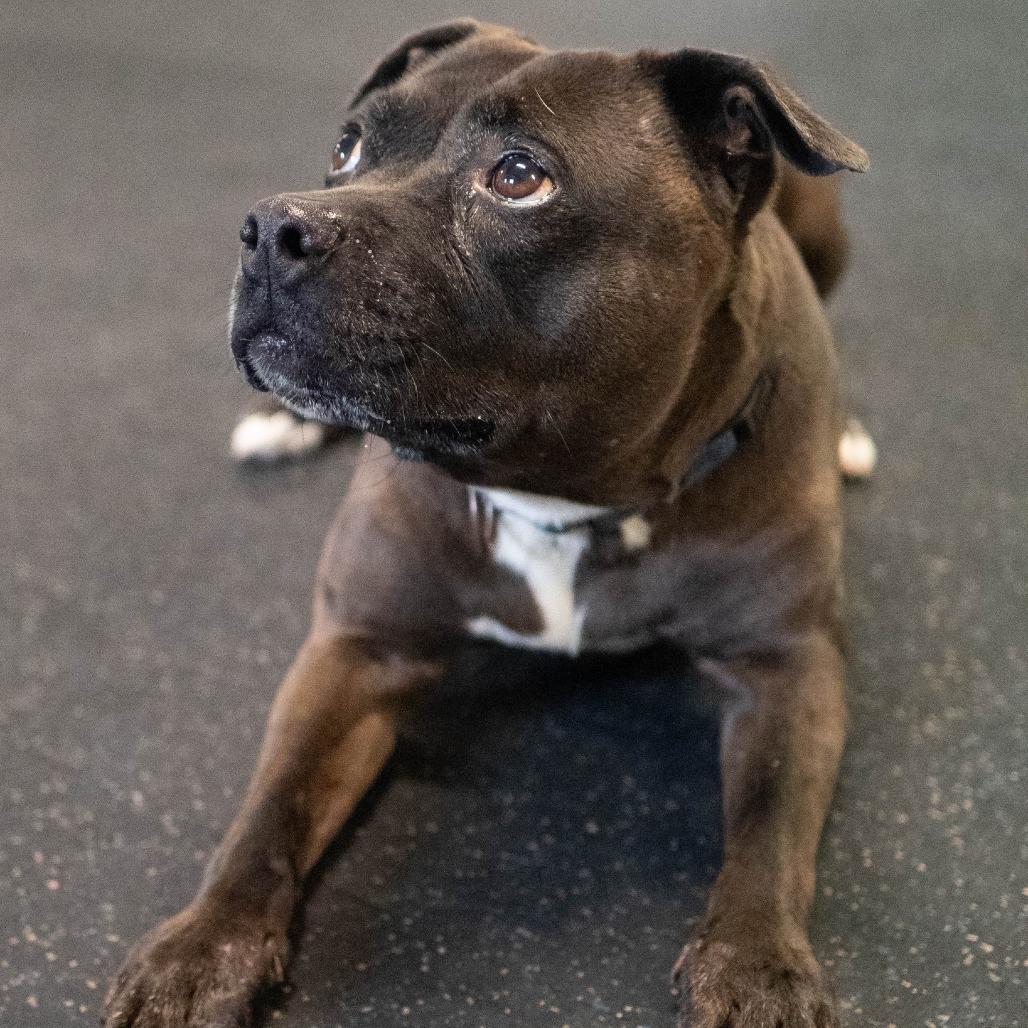 Juno, Adoptable, Adult Female Terrier.