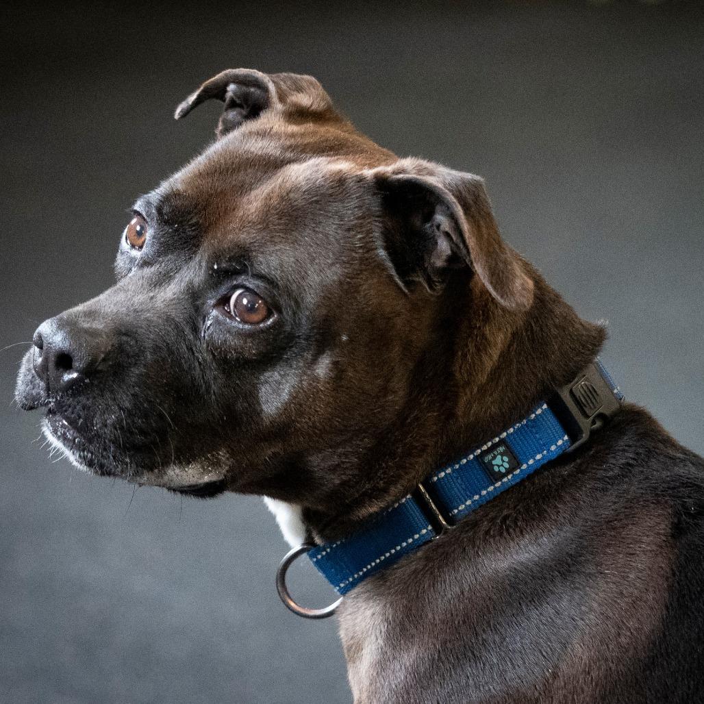 Enlarge Juno, a Adoptable Terrier in Irwin, PA image 2/6