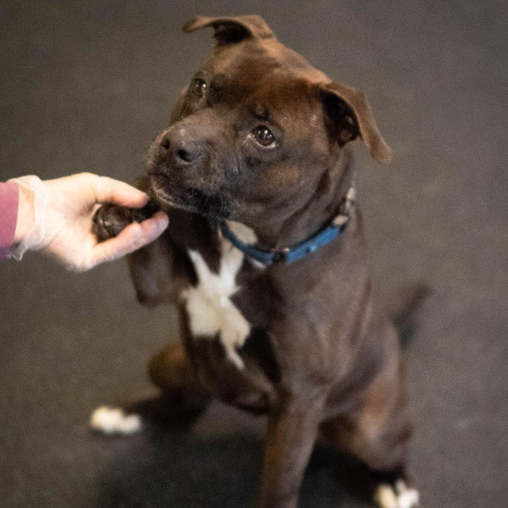 Enlarge Juno, a Adoptable Terrier in Irwin, PA image 3/6