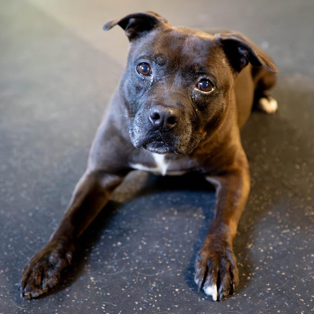 Enlarge Juno, a Adoptable Terrier in Irwin, PA image 5/5