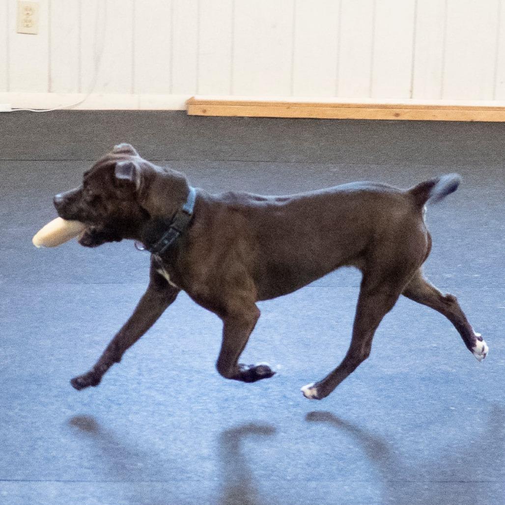 Enlarge Juno, a Adoptable Terrier in Irwin, PA image 6/6