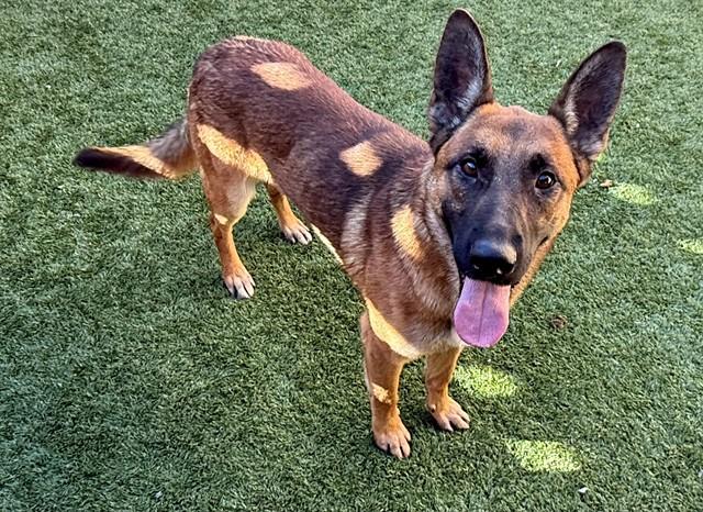 CALEB, Adoptable, Young Male Belgian Shepherd / Malinois & Mixed Breed.