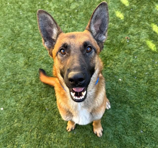 CALEB, Adoptable, Young Male Belgian Shepherd / Malinois & Mixed Breed.