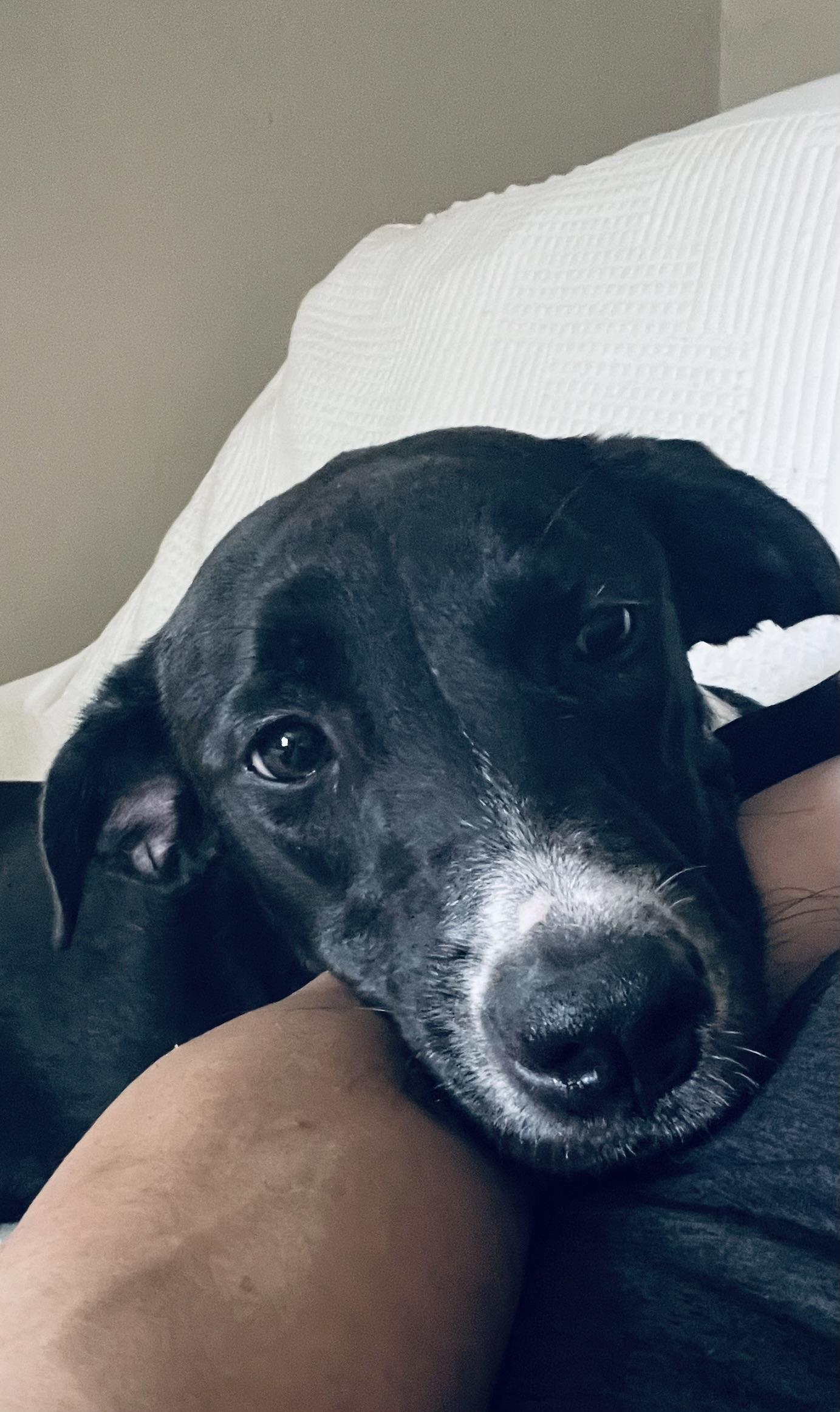 Enlarge Miss Snuggles! Sweet little girl! , a ADOPTABLE Mixed Breed in Milford , NH image 5/6