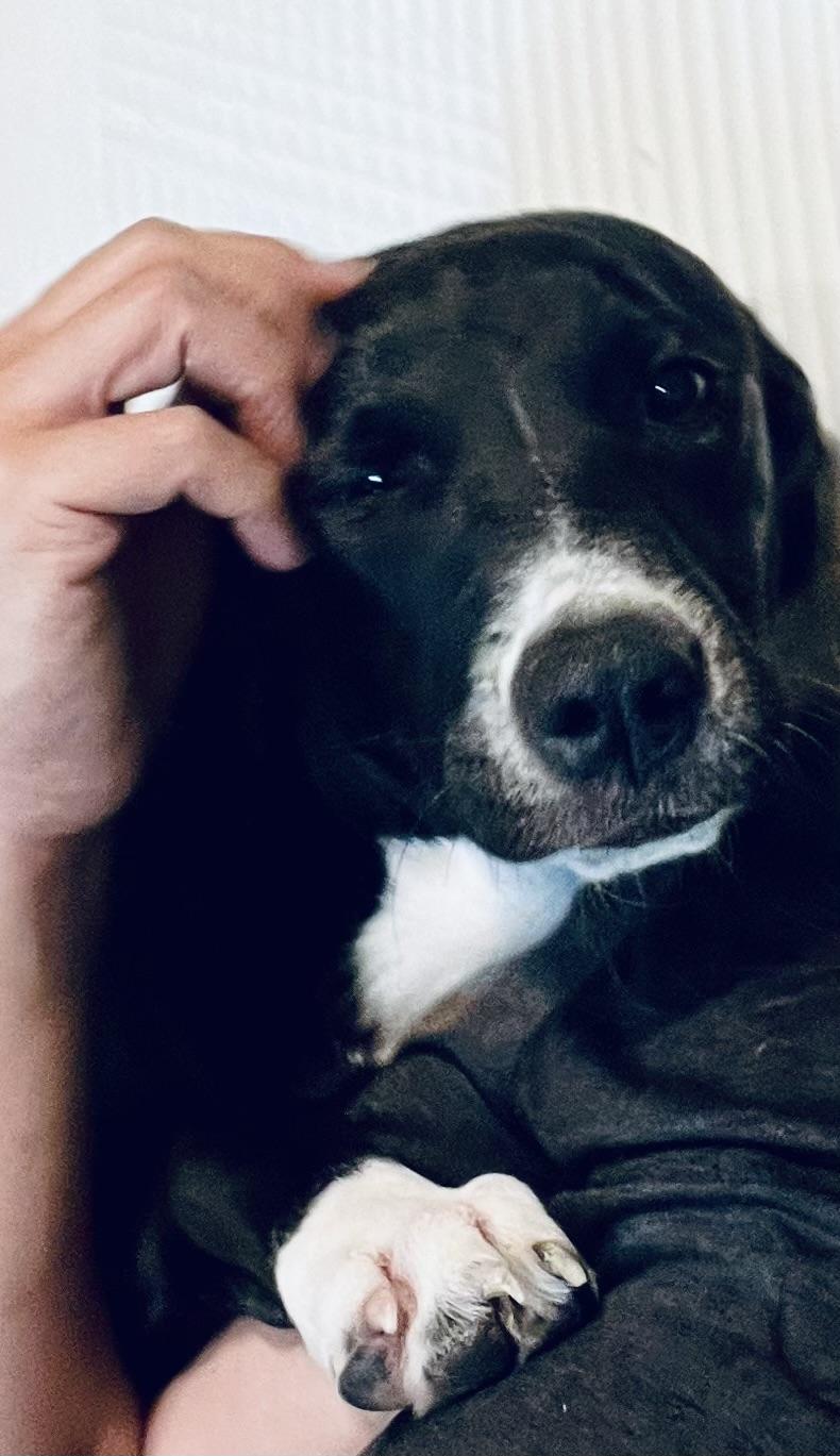 Enlarge Miss Snuggles! Sweet little girl! , a ADOPTABLE Mixed Breed in Milford , NH image 4/6