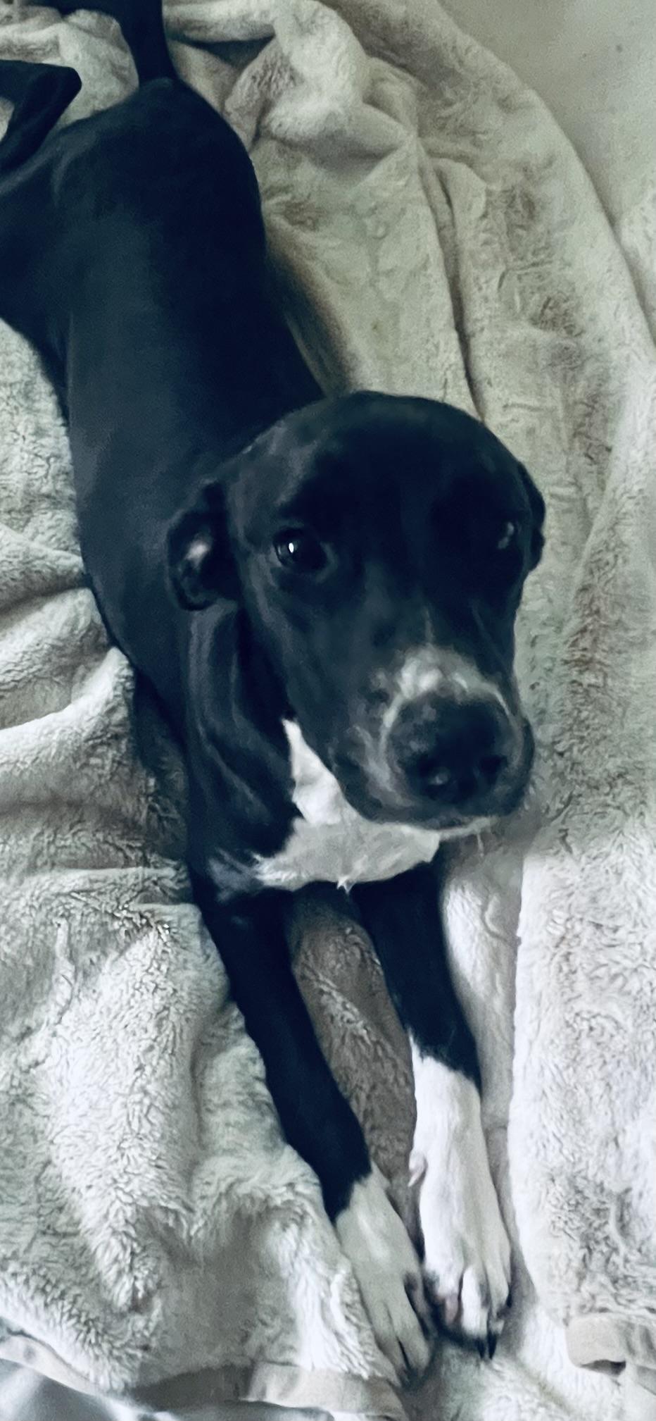 Enlarge Miss Snuggles! Sweet little girl! , a ADOPTABLE Mixed Breed in Milford , NH image 6/6