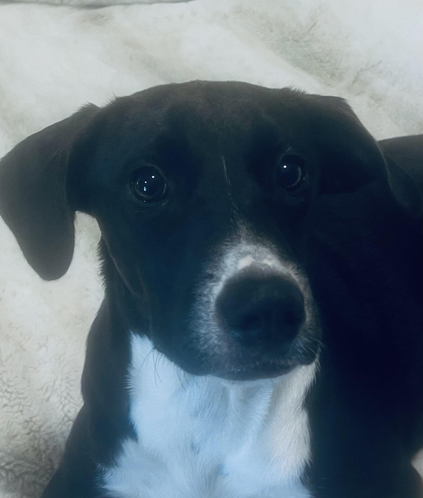 Enlarge Miss Snuggles! Sweet little girl! , a ADOPTABLE Mixed Breed in Milford , NH image 2/6