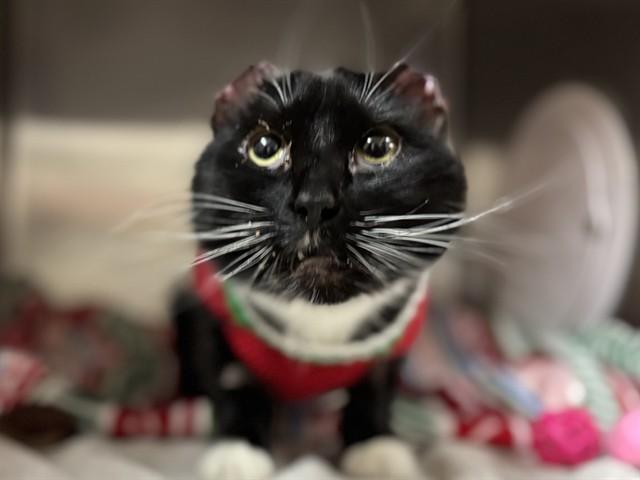 GRACE, Adoptable, Young Female Domestic Short Hair.