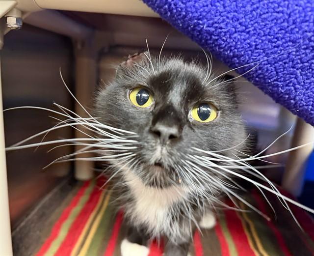 GRACE, Adoptable, Young Female Domestic Short Hair.