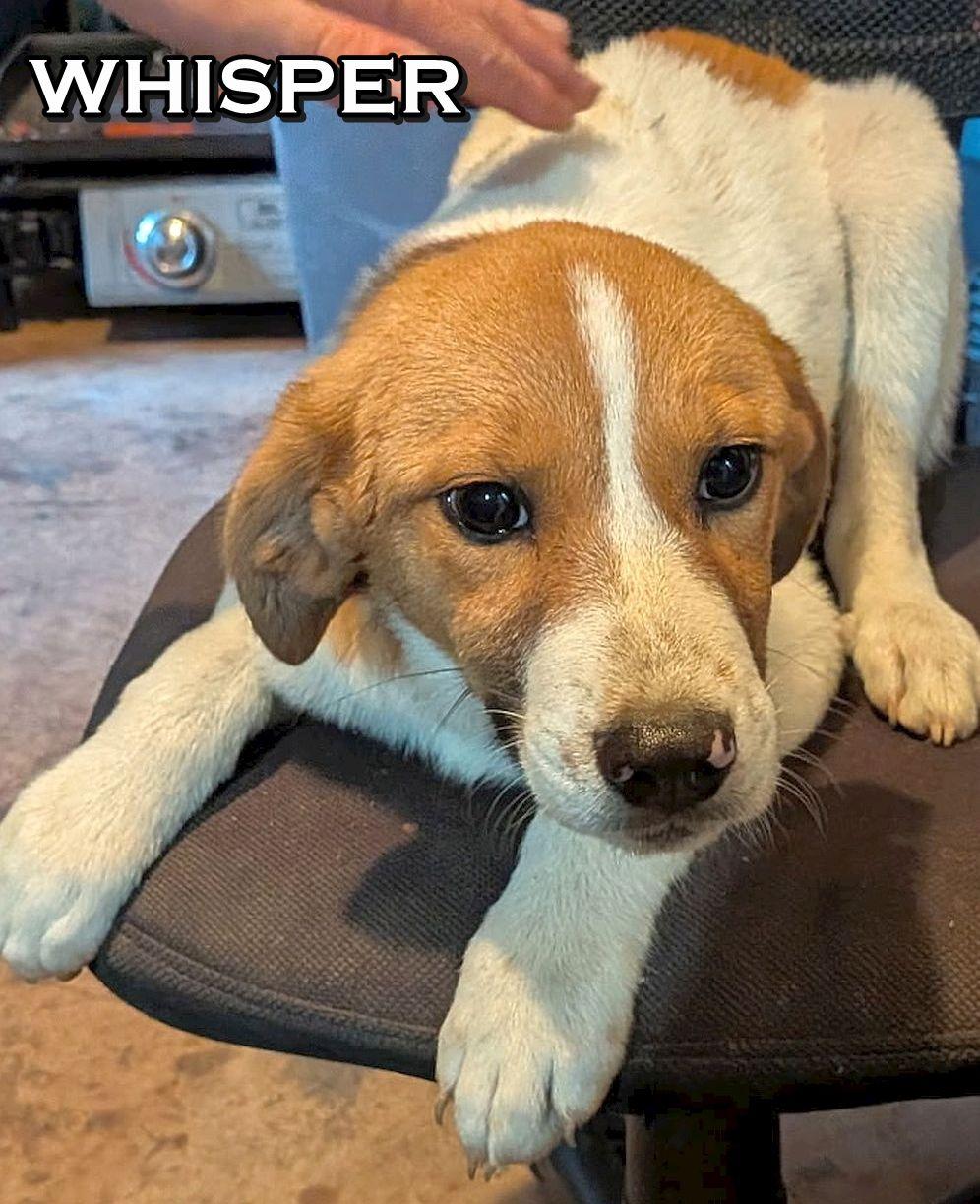 WHISPER, a Adoptable mixed breed in Melbourne, AR image 1/3