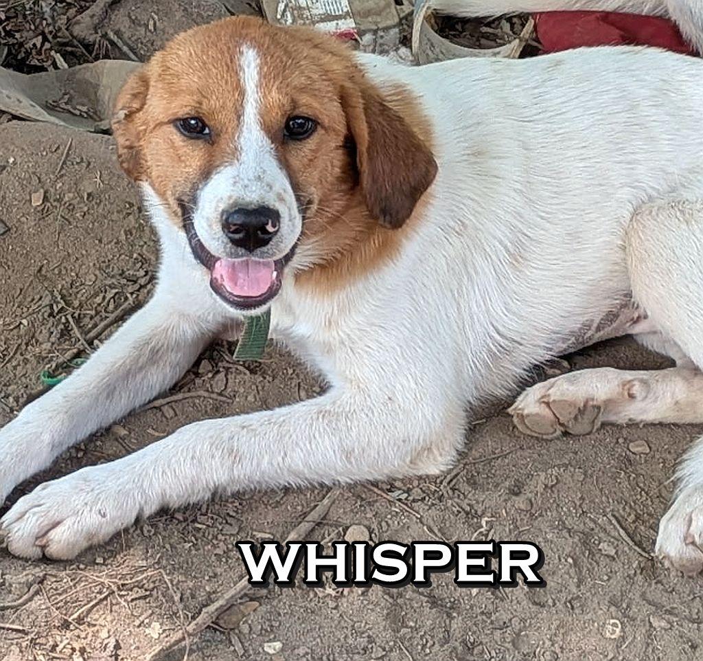 WHISPER, a Adoptable mixed breed in Melbourne, AR image 2/3