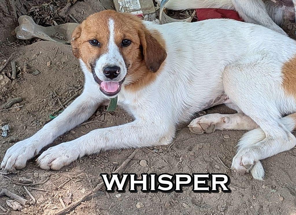 WHISPER, a Adoptable mixed breed in Melbourne, AR image 3/3