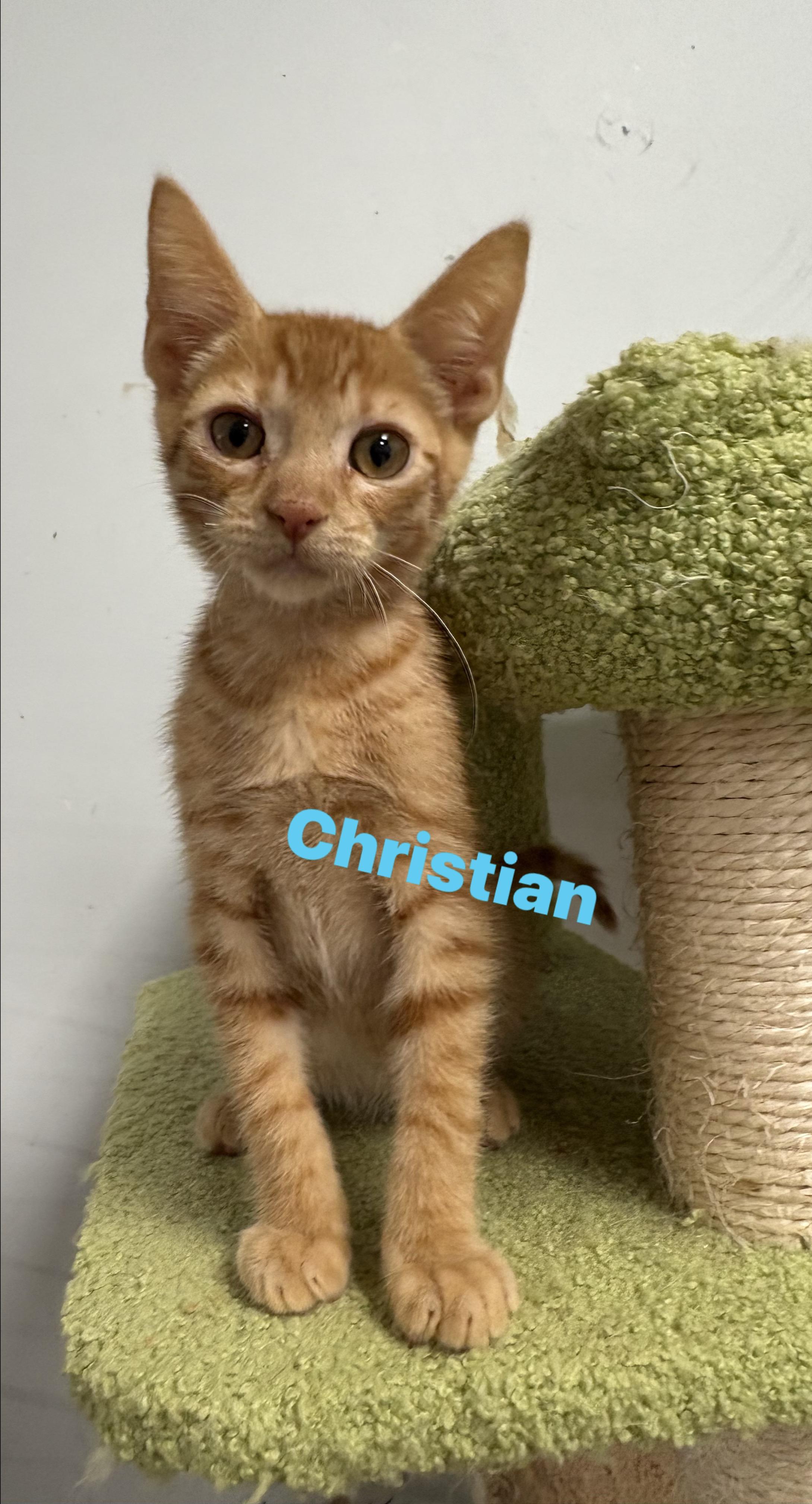 Enlarge Christian, a Adoptable Domestic Short Hair in Wayne , NJ image 1/1