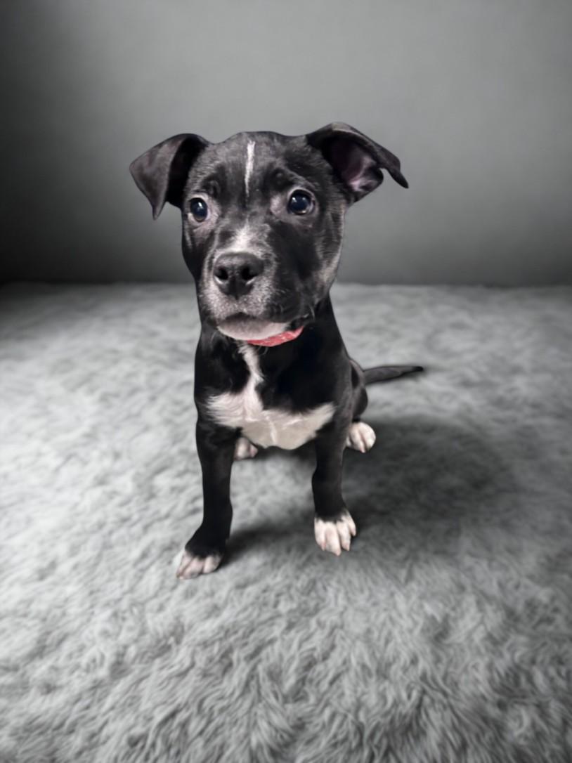 DOMINO, Adoptable, Puppy Male Pit Bull Terrier & Mixed Breed.