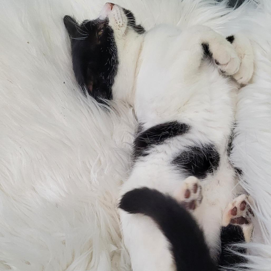 Enlarge Moo, a Adoptable Domestic Short Hair in Coos Bay, OR image 2/3