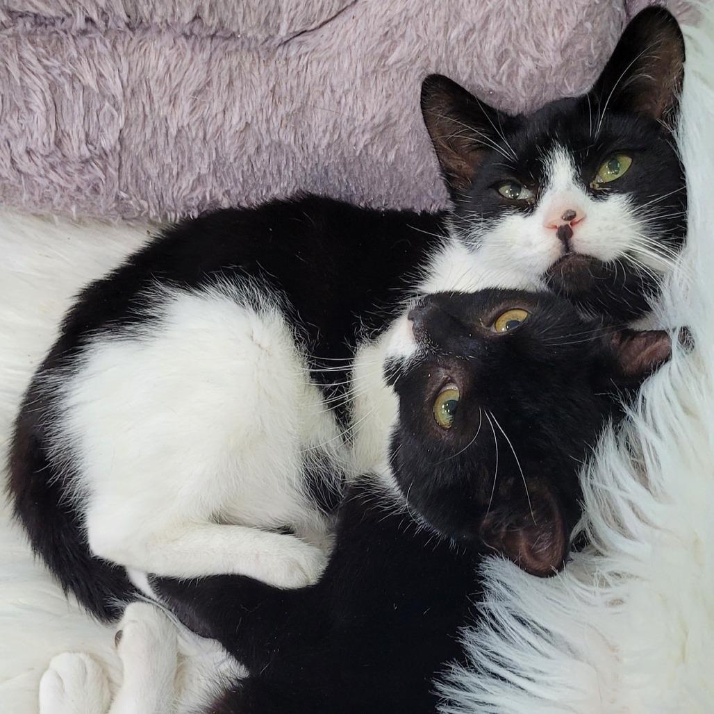 Enlarge Moo, a Adoptable Domestic Short Hair in Coos Bay, OR image 3/3