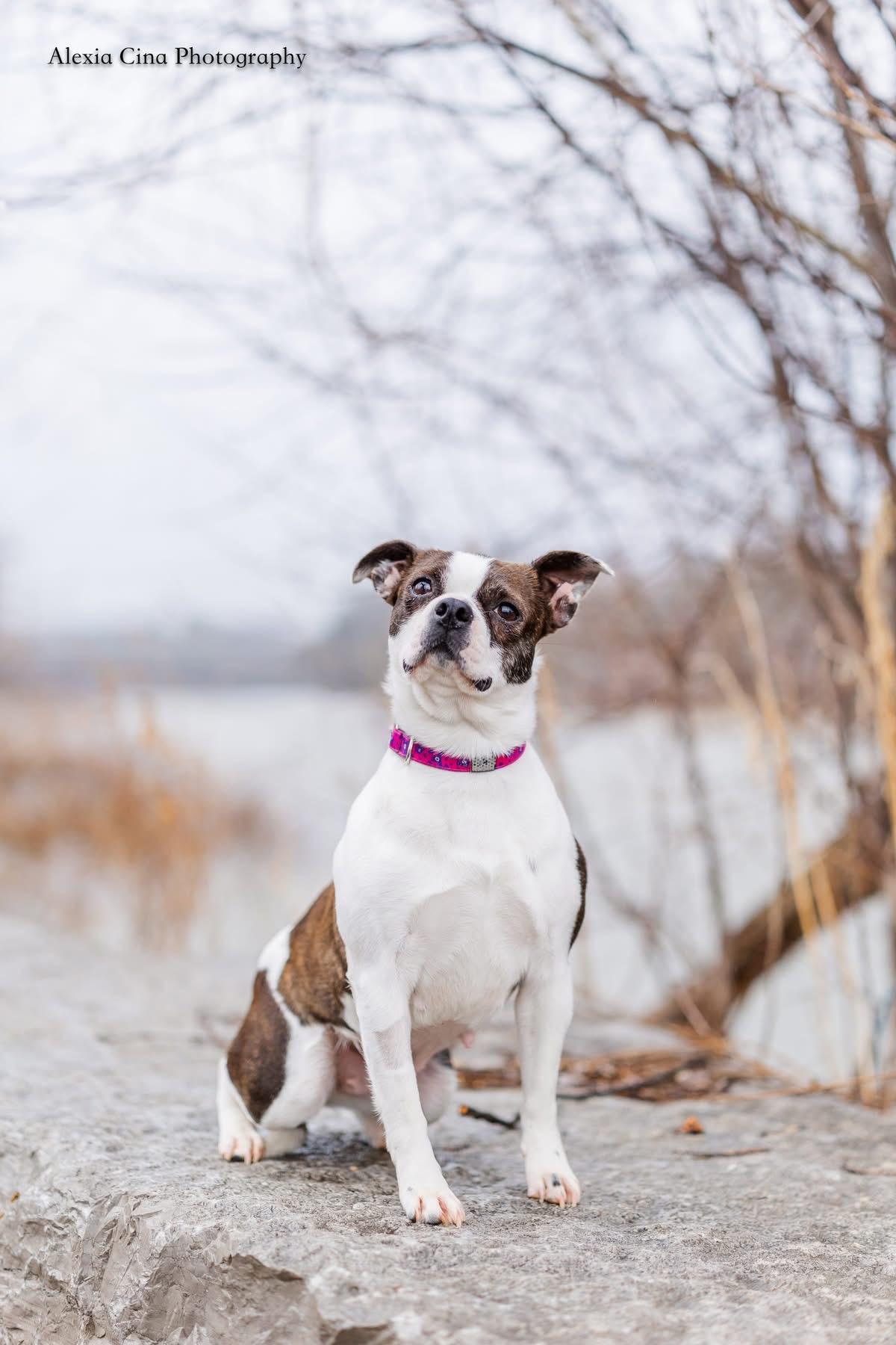 Enlarge Pippi Longstocking, a ADOPTABLE Boston Terrier in Drumbo, ON image 1/4