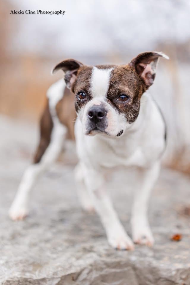 Enlarge Pippi Longstocking, a ADOPTABLE Boston Terrier in Drumbo, ON image 2/4