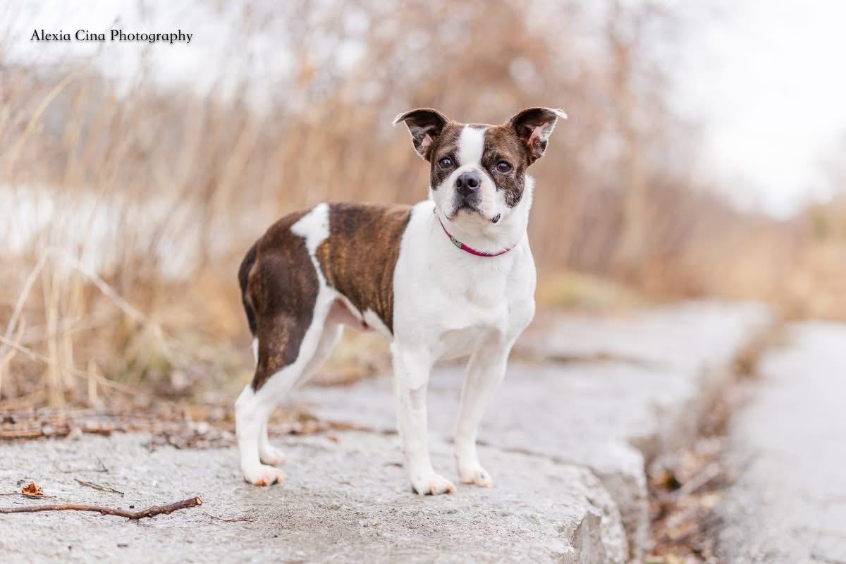 Enlarge Pippi Longstocking, a ADOPTABLE Boston Terrier in Drumbo, ON image 4/4