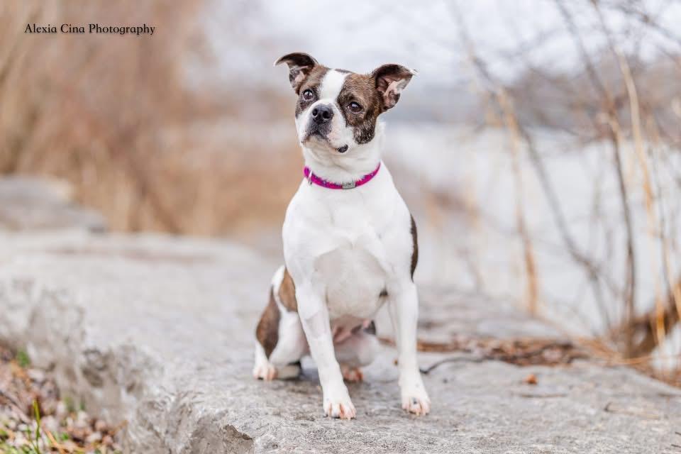 Enlarge Pippi Longstocking, a ADOPTABLE Boston Terrier in Drumbo, ON image 3/4