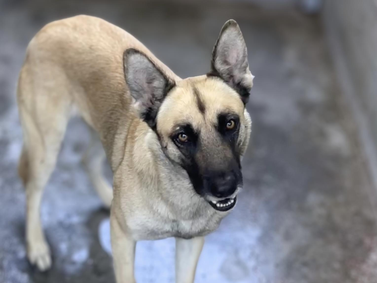 LUNA, Adoptable, Young Female German Shepherd Dog.