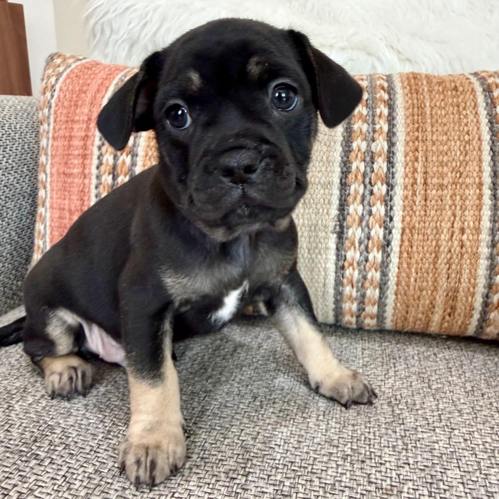 Eeyore, Adoptable, Puppy Male Chihuahua.