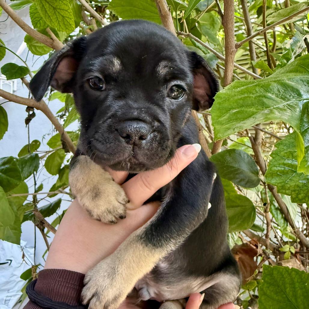Enlarge Eeyore, a Adoptable Chihuahua in North Hollywood, CA image 2/6
